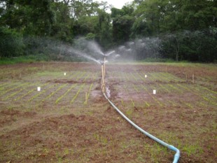 Teste de emergncia a campo com sementes de milho.